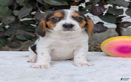 Beagle dogs for sale: Bella - Image 9