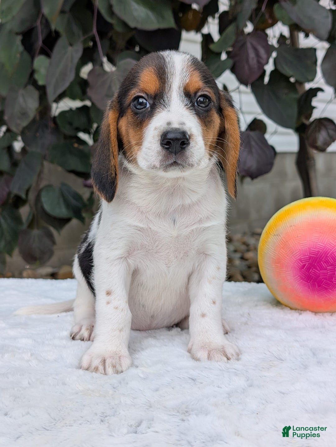 Beagle dogs for sale: Bella - Image 9