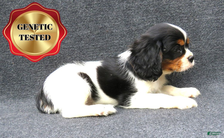 Cavalier King Charles Spaniel dogs for sale - Ad 1