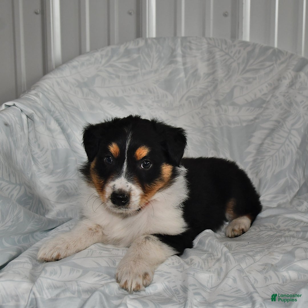 Australian Shepherd dogs for sale: Cookie - Image 8