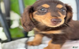 Miniature Dachshund dogs for sale: Miniature Dachshund 7 puppies - Image 29