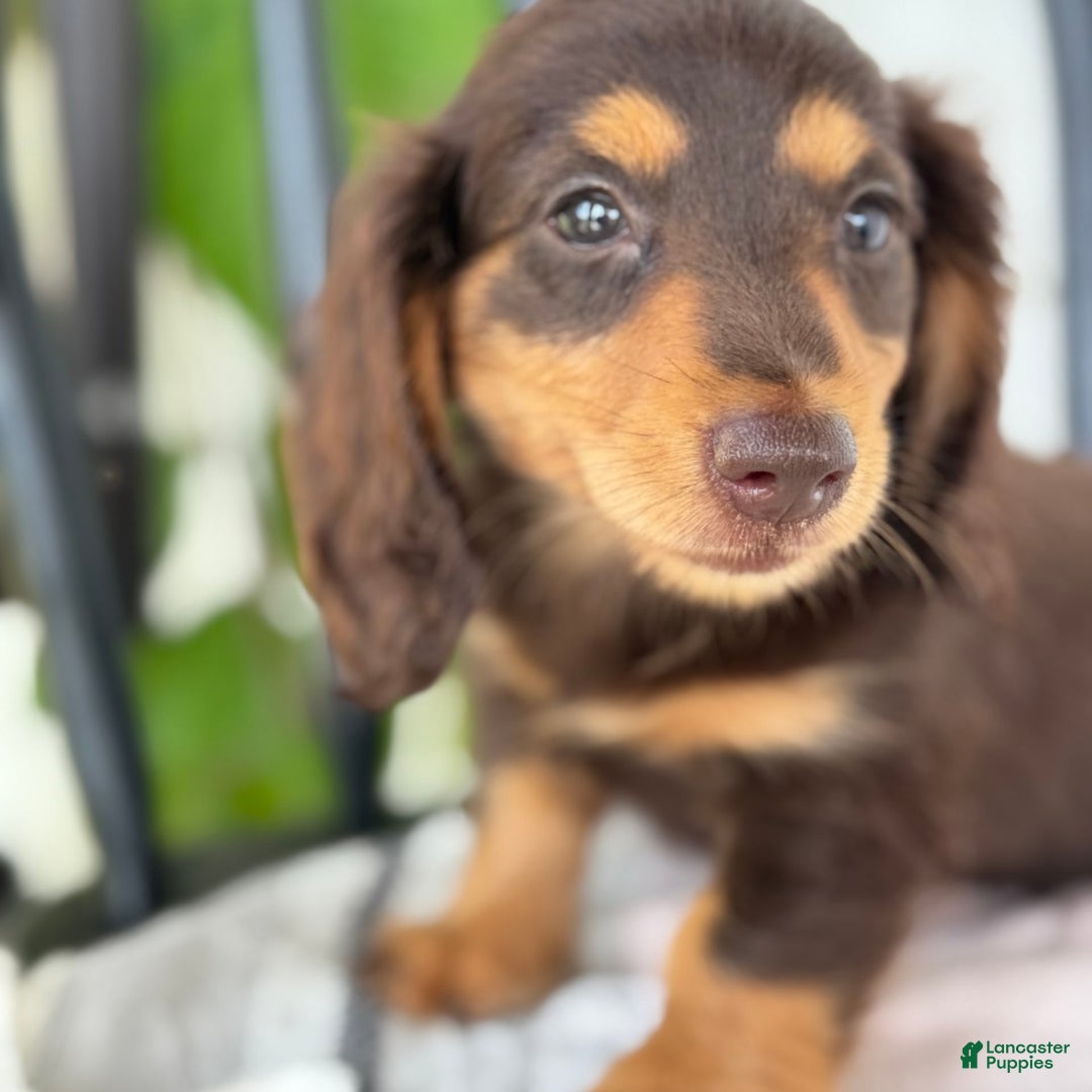 Miniature Dachshund dogs for sale: Miniature Dachshund 7 puppies - Image 29