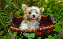 Morkie dogs for sale: Rare Babydoll Spark - Image 1