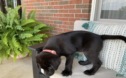 Labrador Retriever dogs for sale: Bella - Image 3