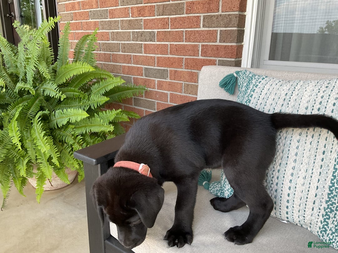 Labrador Retriever dogs for sale: Bella - Image 3