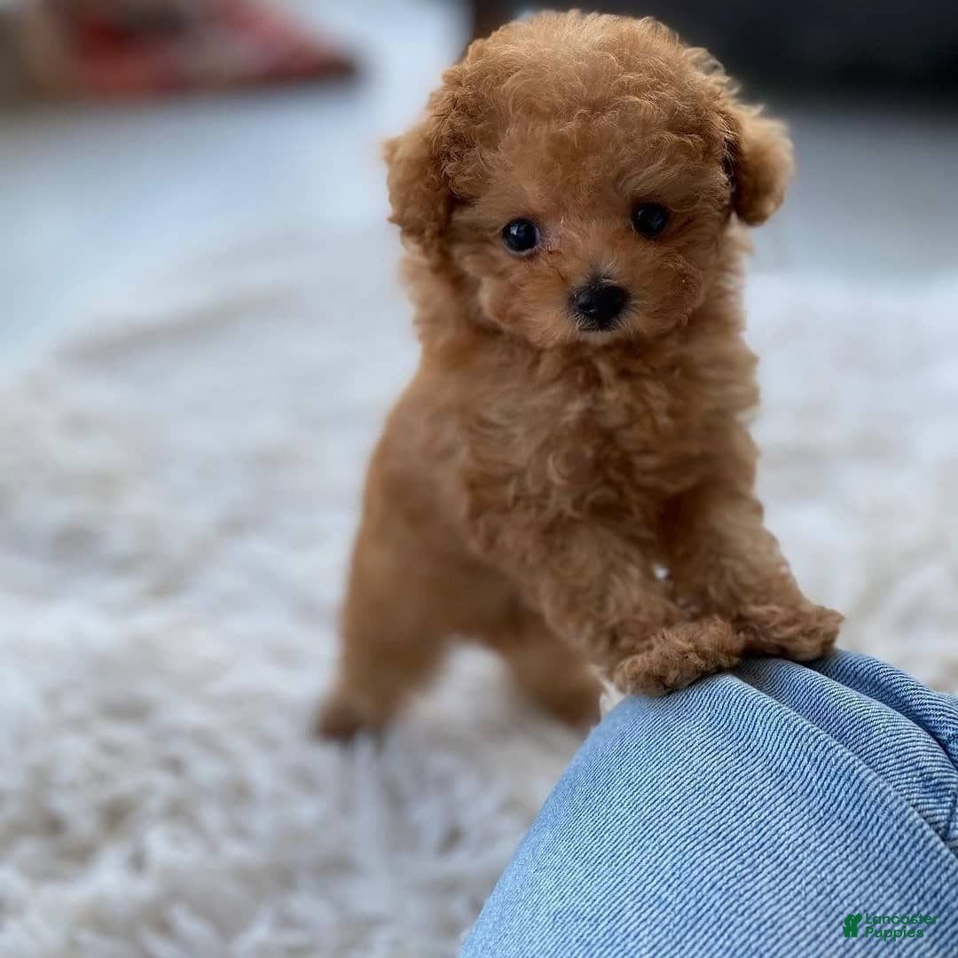 Maltipoo dogs for sale: Malti - Listing for pets: Malti - Image 6