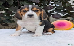 Beagle dogs for sale: Lilly - Image 14