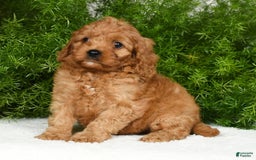 Cavapoo dogs for sale: Mandy - Image 3