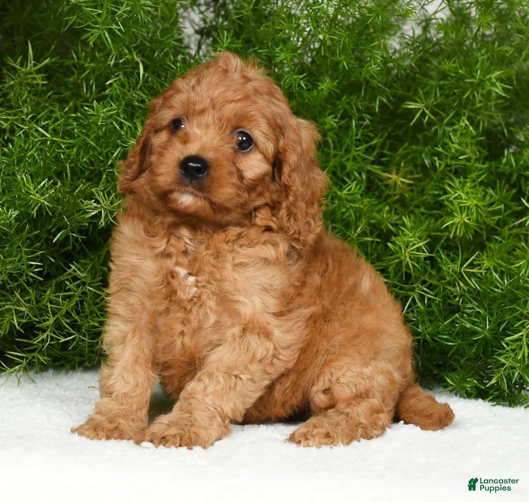 Cavapoo dogs for sale: Mandy - Image 3