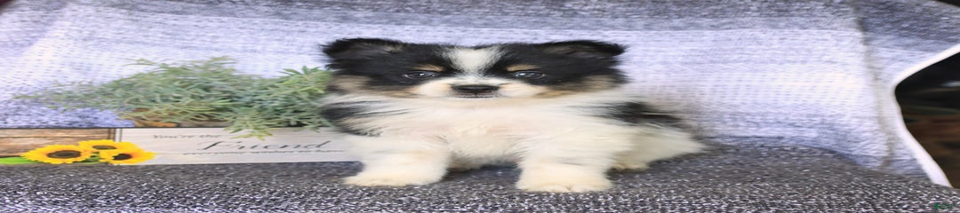 Diesel