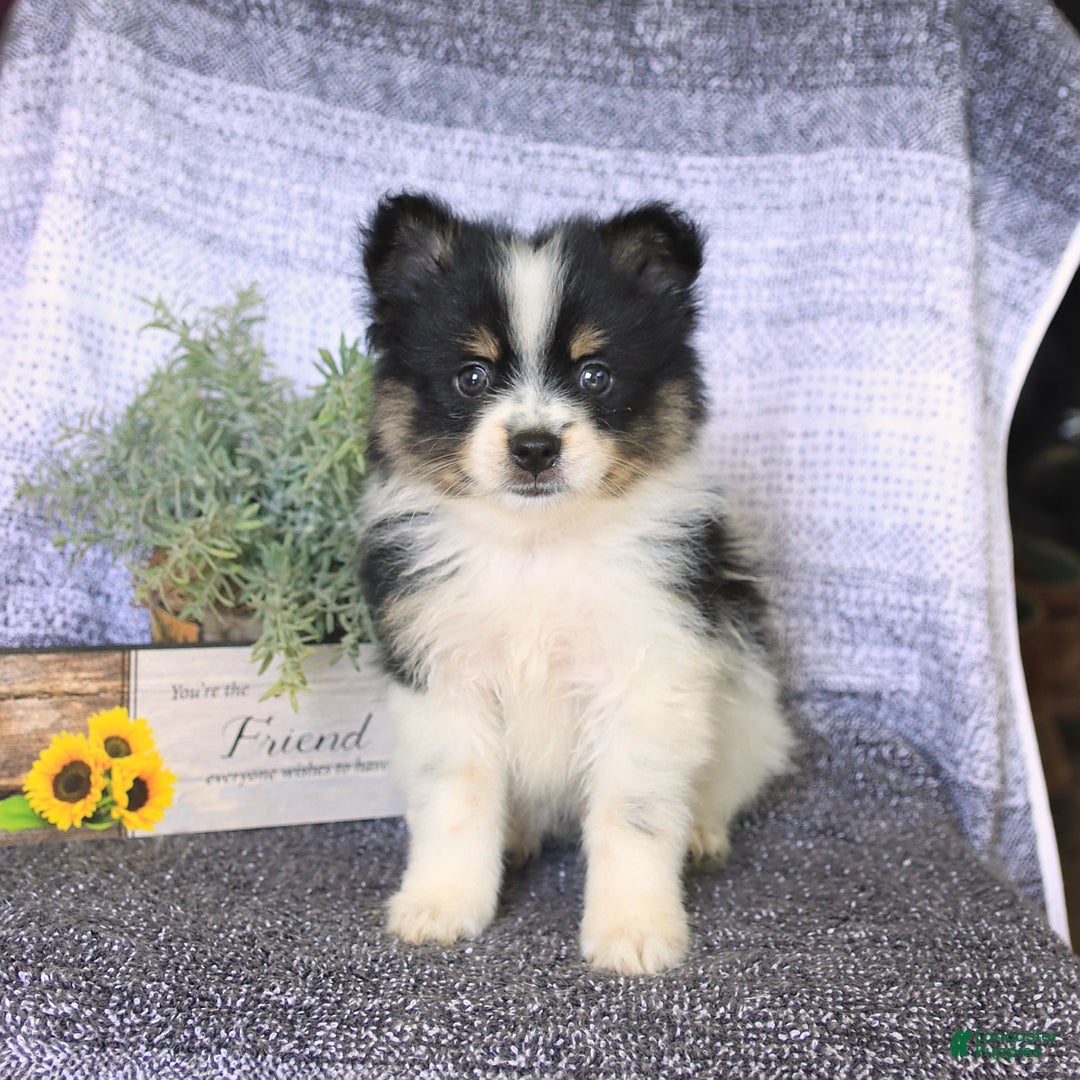 Pomeranian dogs for sale: Diesel - Image 1