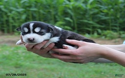 Alaskan Malamute dogs for sale: Luna - Image 4