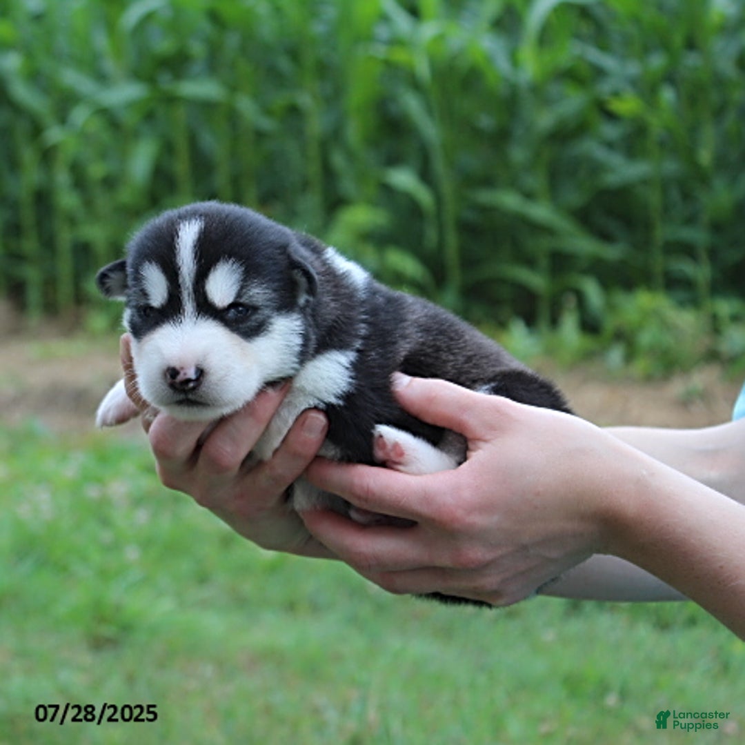 Alaskan Malamute dogs for sale: Luna - Image 4