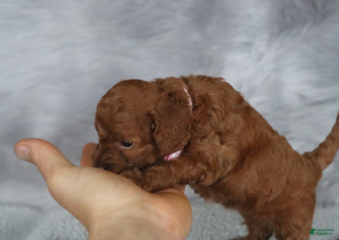Mini Goldendoodle dogs for sale: Cori - Image 4