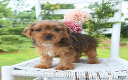 Shorkie dogs for sale: Bud - Image 2