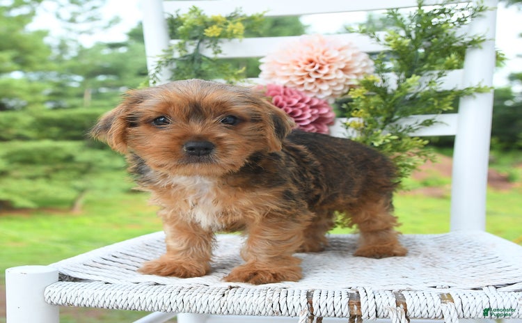 Shorkie dogs - Advert 3