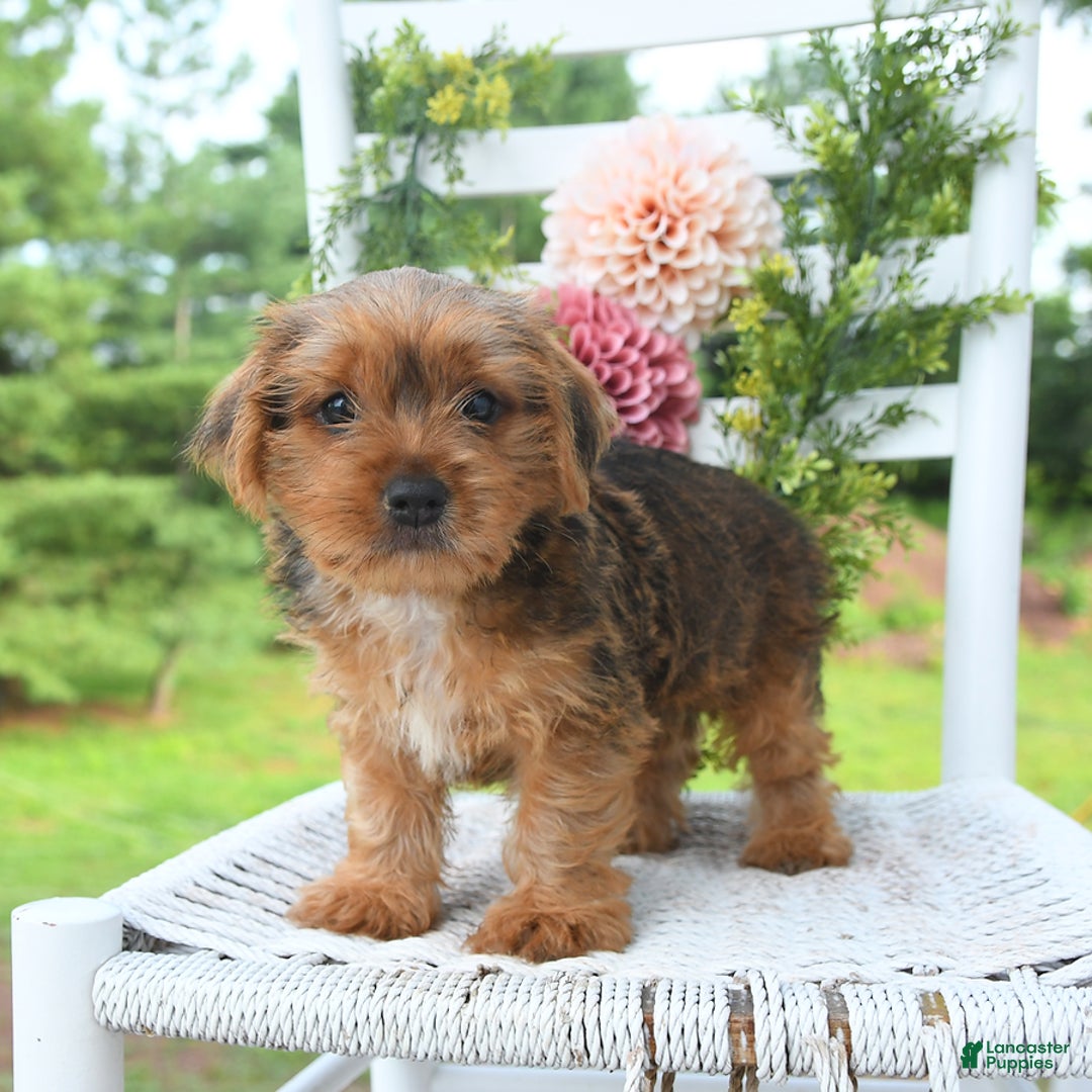 Shorkie dogs for sale: Bud - Image 2