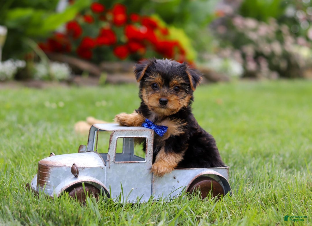 Yorkshire Terrier dogs for sale: Theodore - Image 14