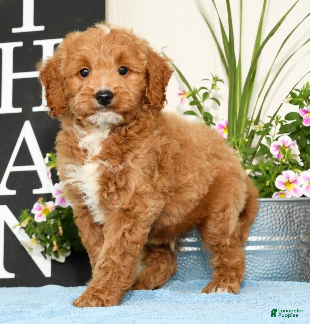 Mini Goldendoodle dogs for sale: Qbert - Image 8