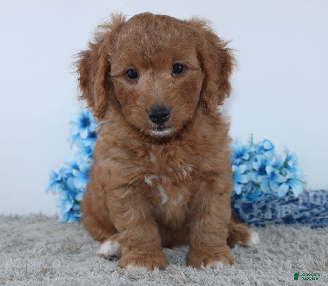 Mini Goldendoodle dogs for sale: Royal - Image 2