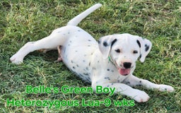 Dalmatian dogs for sale: Belles Green Homozygous Lua Boy - Image 8