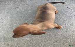 Miniature Dachshund dogs for sale: George - Image 2