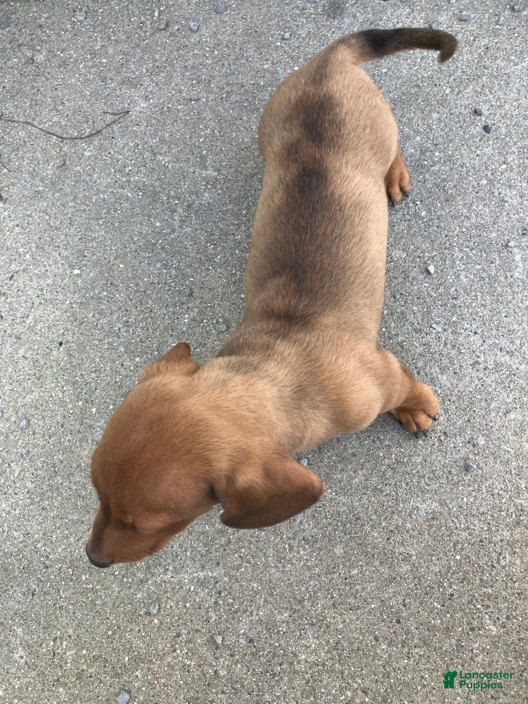 Miniature Dachshund dogs for sale: George - Image 2