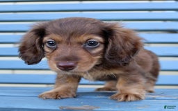 Miniature Dachshund dogs for sale: Dexter - Image 13