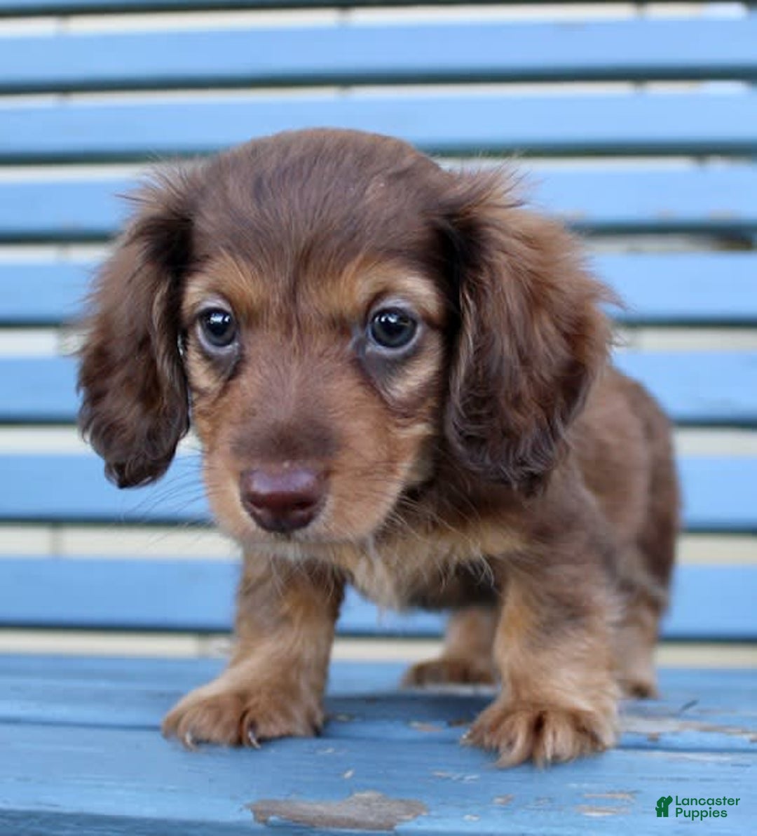 Miniature Dachshund dogs for sale: Dexter - Image 13