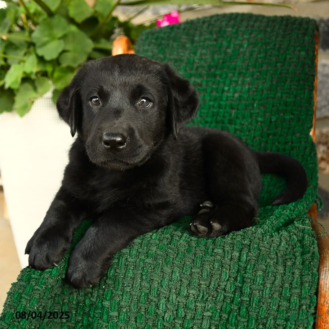 Labrador Retriever dogs for sale: Biscotti - Image 3