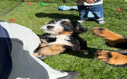 Bernedoodle dogs for sale: Prudence - Image 2
