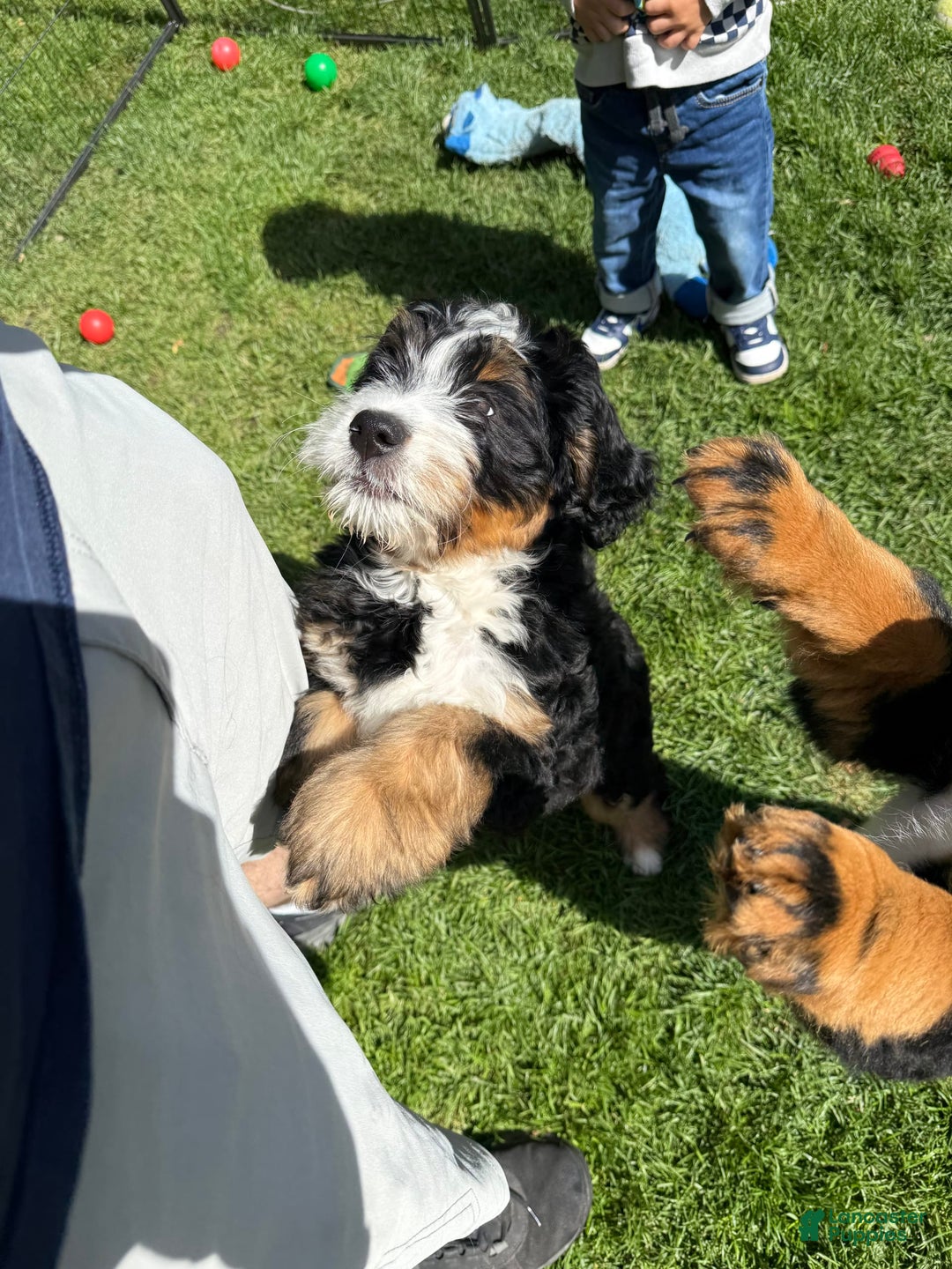 Bernedoodle dogs for sale: Prudence - Image 2