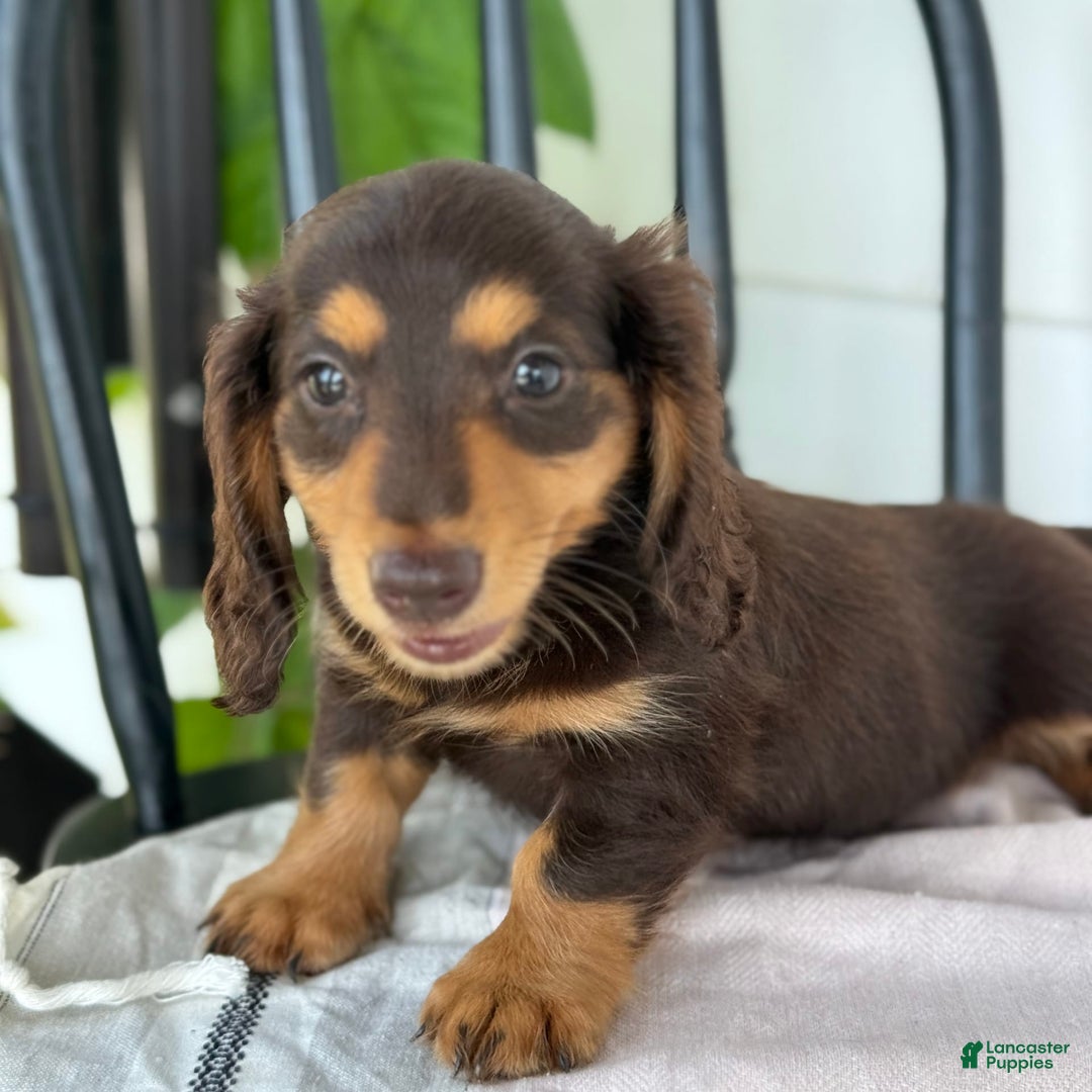 Miniature Dachshund dogs for sale: Miniature Dachshund 7 puppies - Image 17