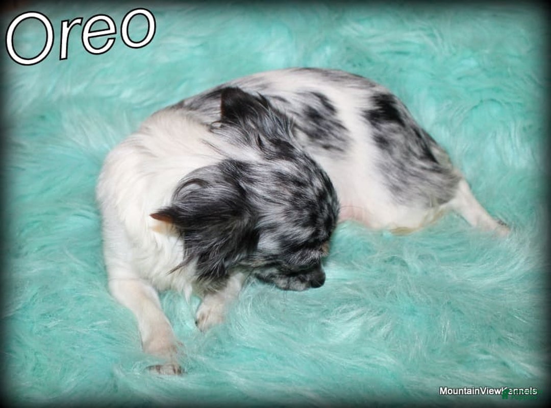 Chihuahua dogs for sale: Long hair Orio - Image 3