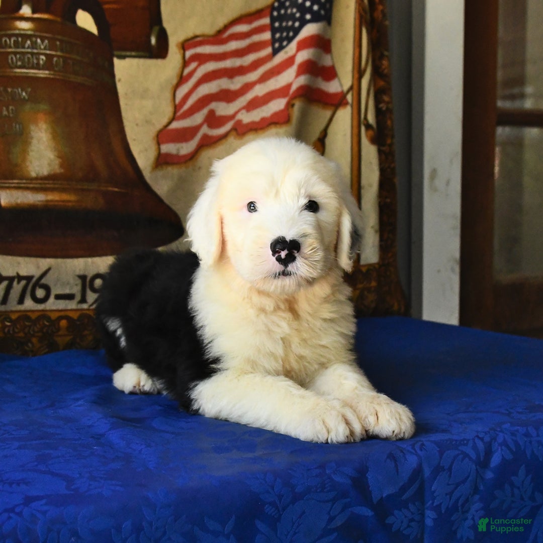 Old English Sheepdog dogs for sale: Shep - Image 1