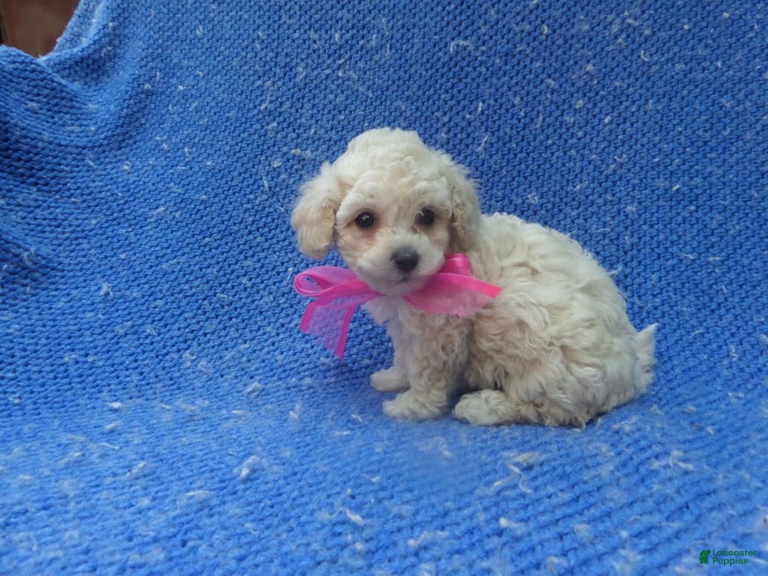 Maltipoo dogs for sale: Carry - Image 1