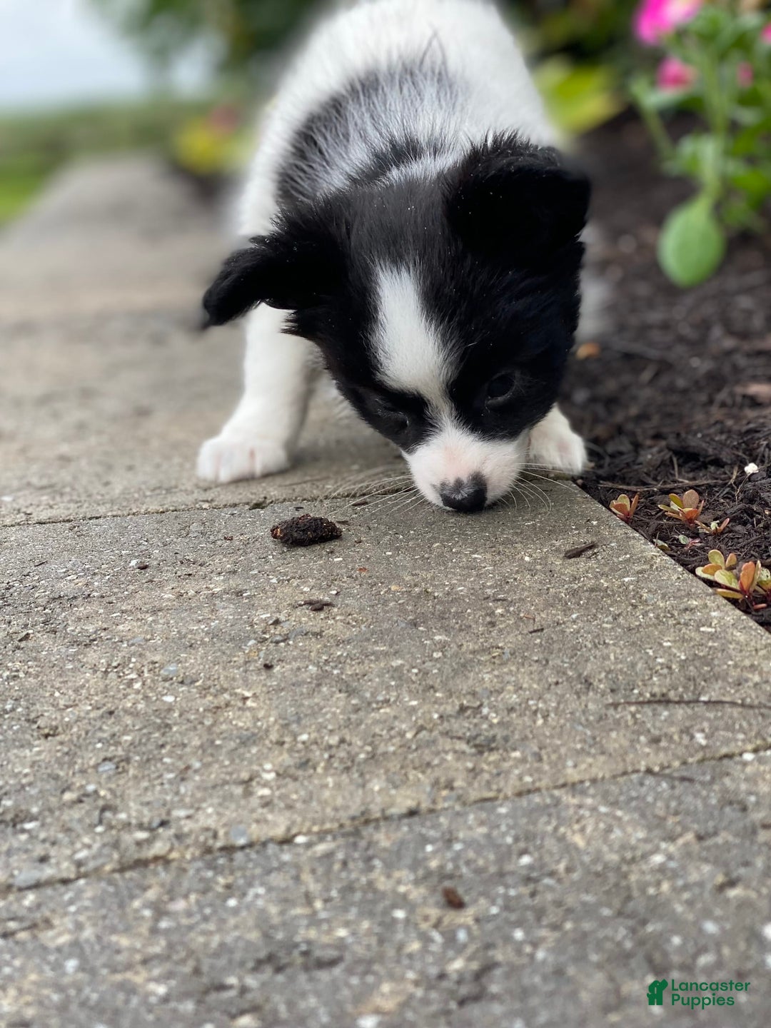 Papillon dogs for sale: Radar - Image 5