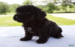 Miniature Poodle dogs for sale: Ollie - Image 3