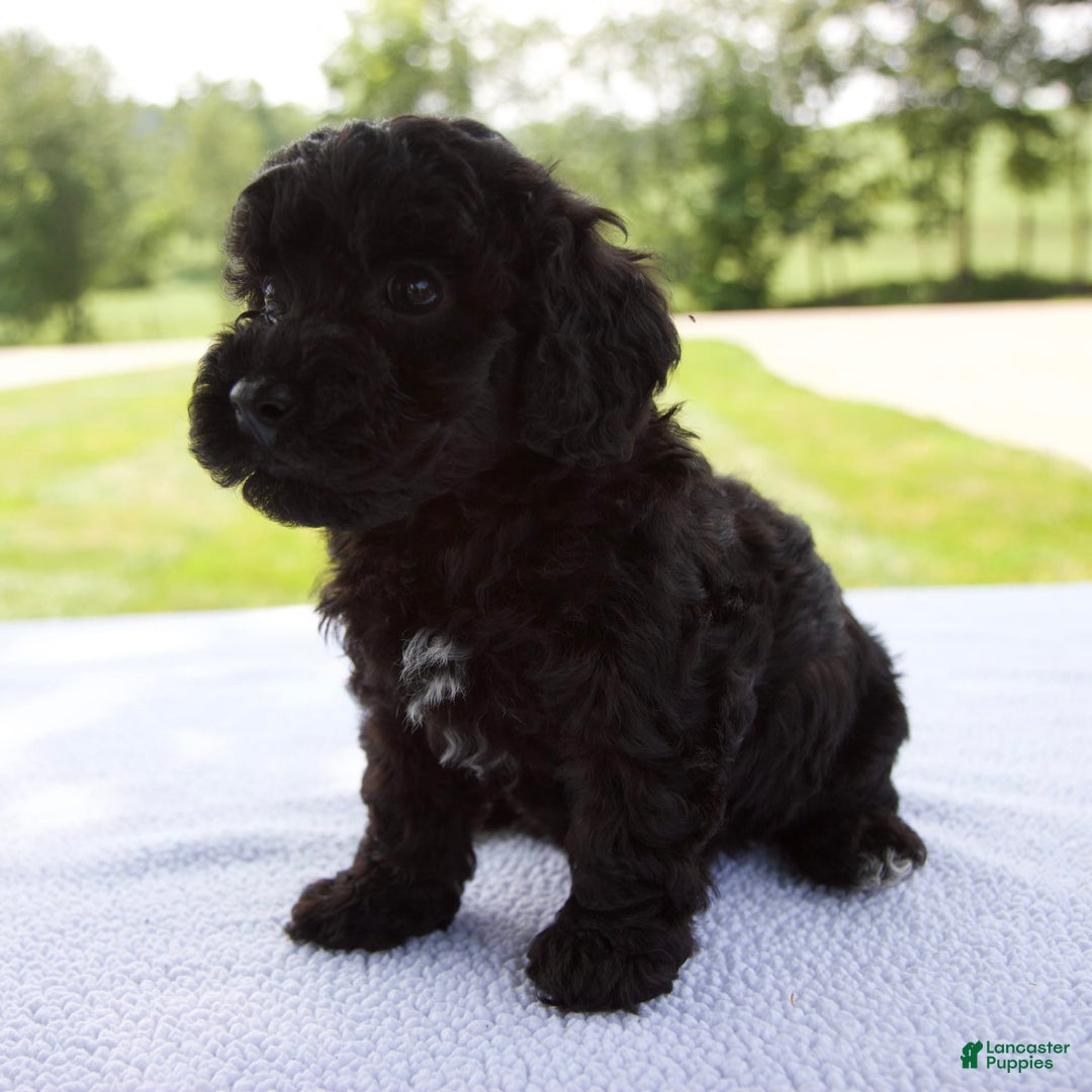 Miniature Poodle dogs for sale: Ollie - Image 3