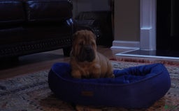 Shar Pei dogs for sale: Bear - Image 3