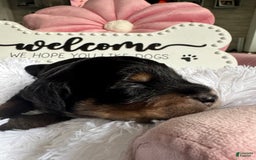 Bernedoodle dogs for sale: Black Brown White Male - Image 3
