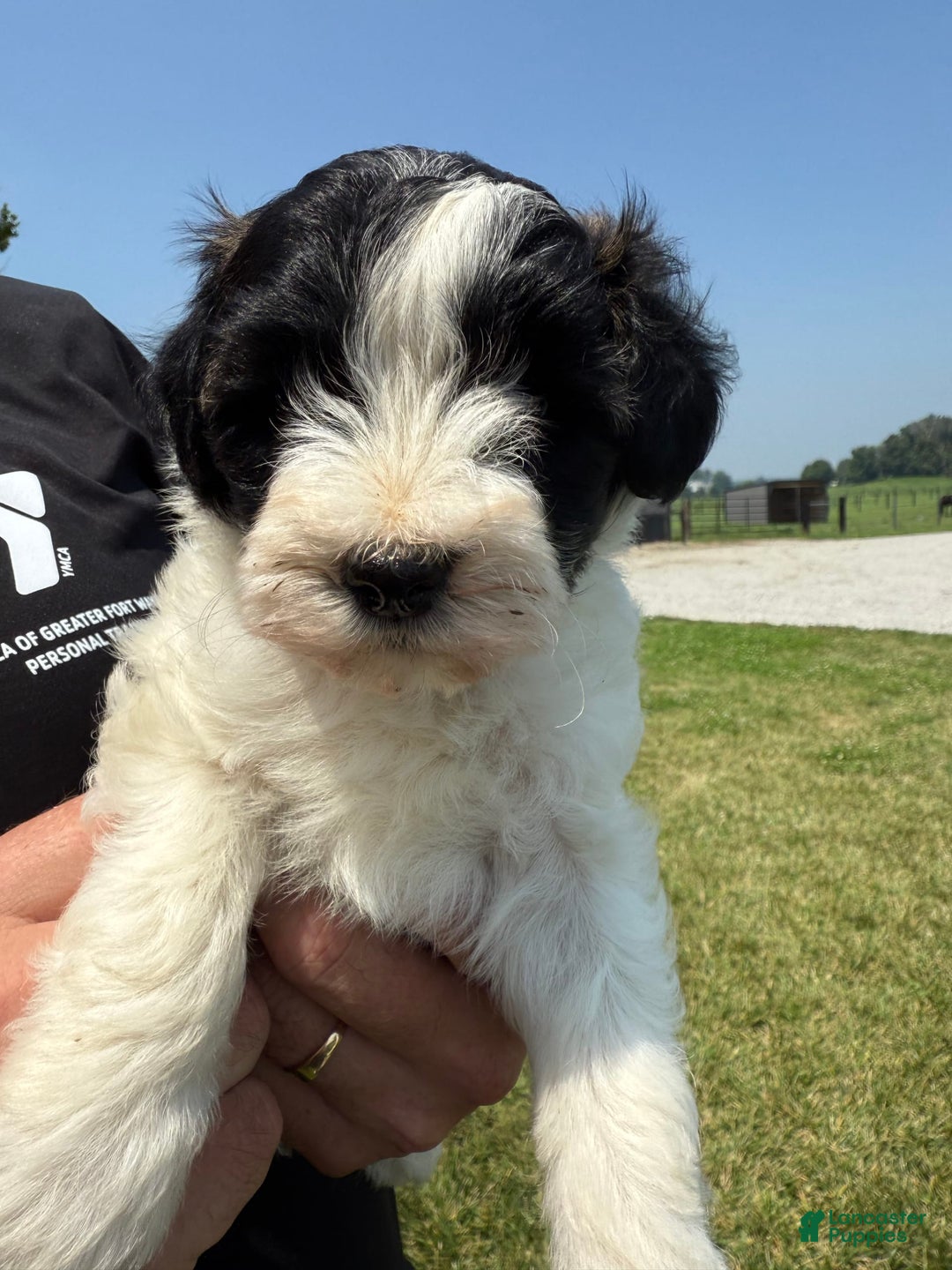 Teddy Bear dogs for sale: Elliott - Image 31