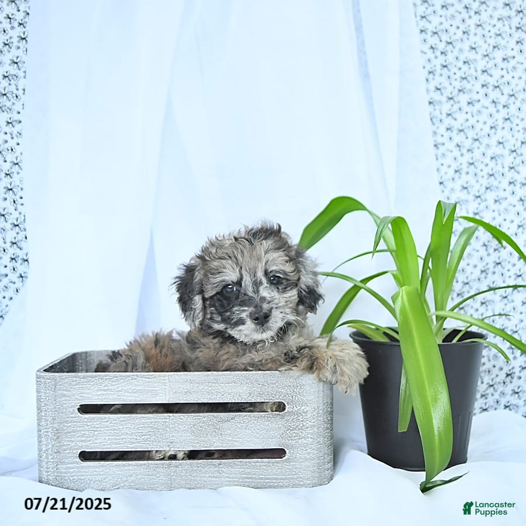 Mini Goldendoodle dogs for sale: Khloe - Image 6
