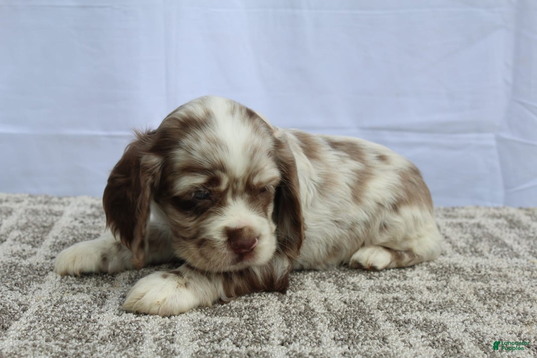 Cocker Spaniel dogs for sale: Reese - Image 6