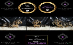 Dachshund dogs for sale: Fancy - Image 6