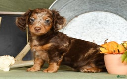 Miniature Dachshund dogs for sale: Anton - Image 6