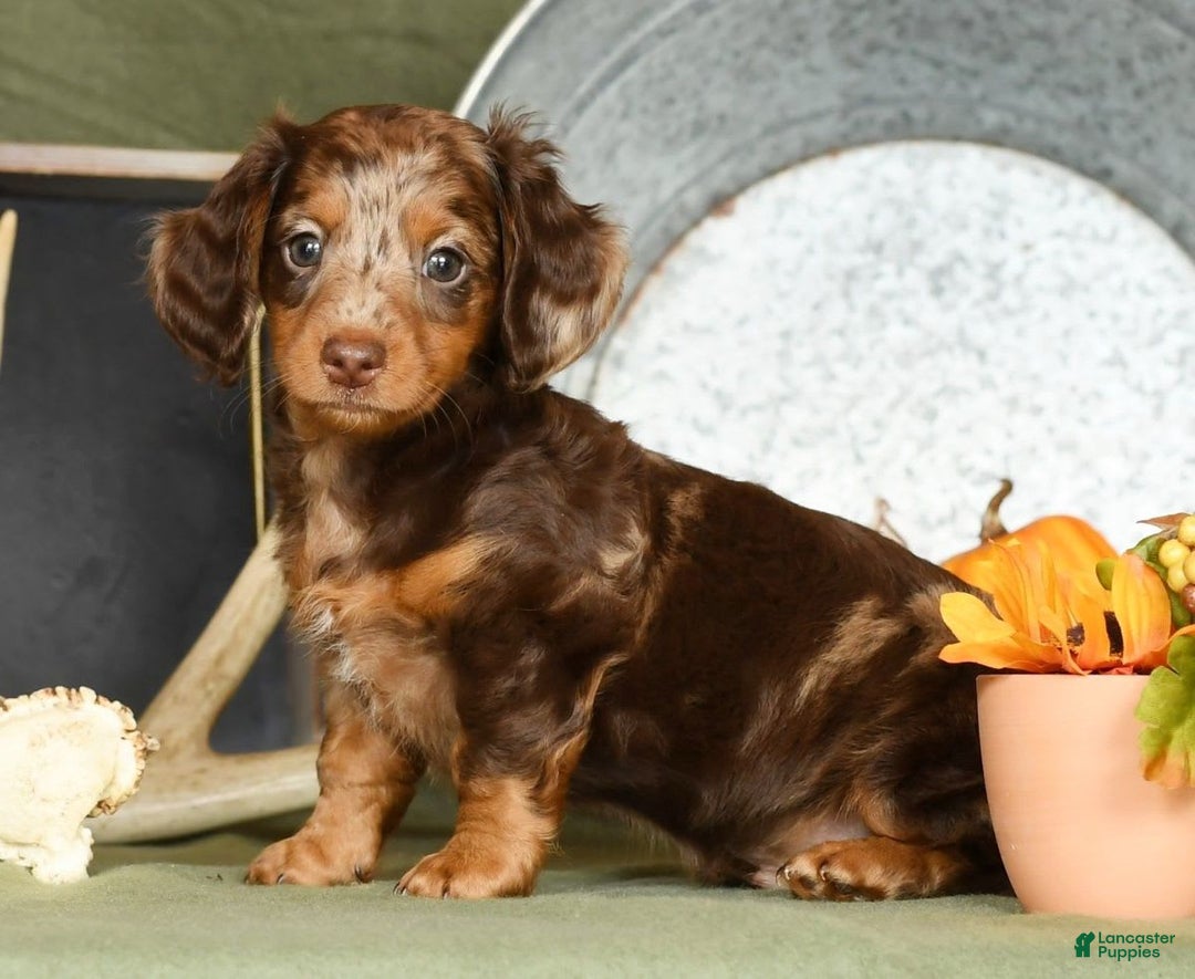 Miniature Dachshund dogs for sale: Anton - Image 6