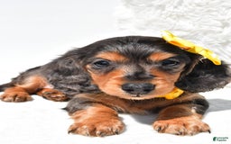 Dachshund dogs for sale: Kevin - Image 2