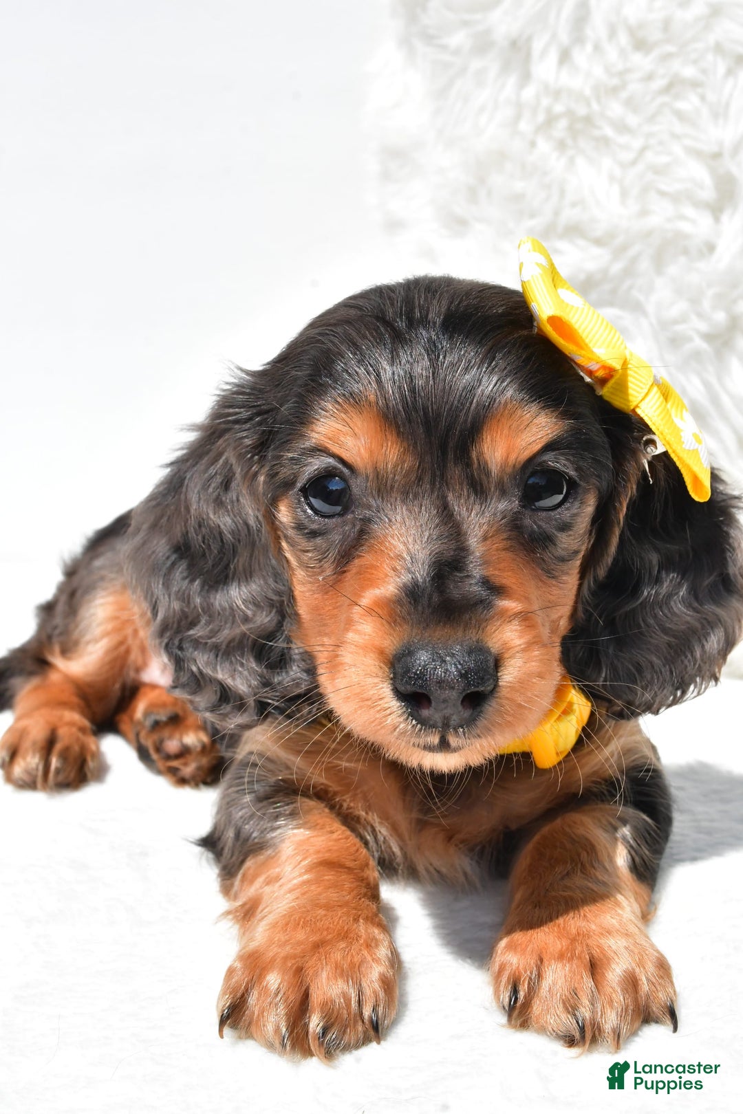 Dachshund dogs for sale: Kevin - Image 2