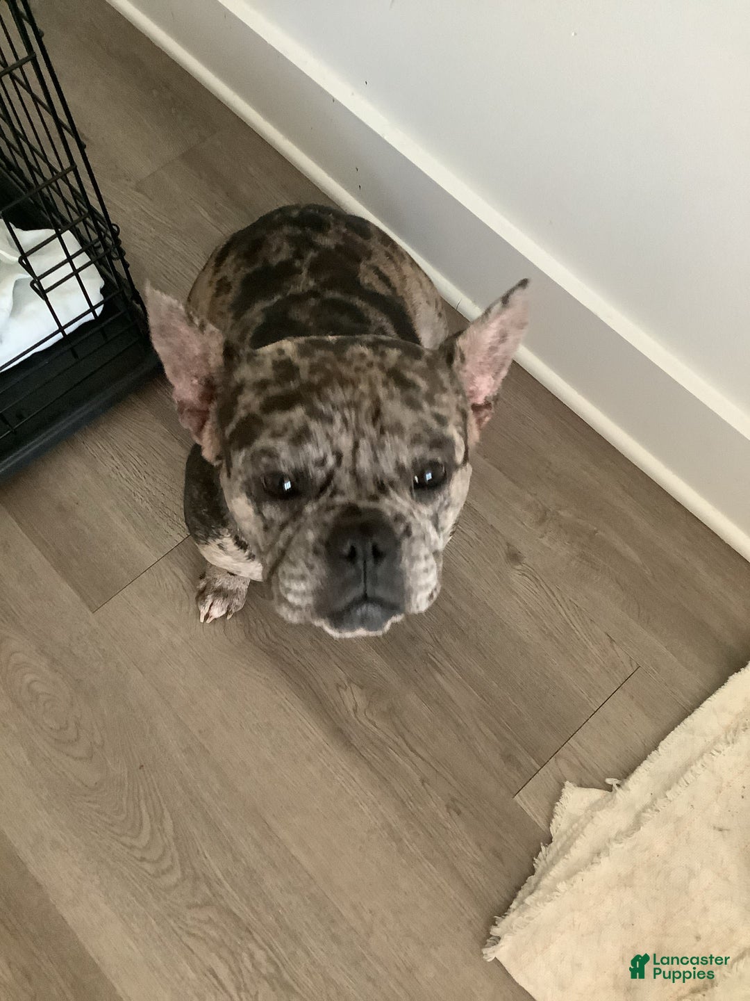American Bully dogs for sale: Stormy - Image 2